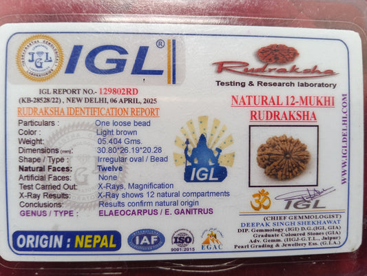 12 मुखी रुद्राक्ष | Premium Quality | 100% Natural | Nepali