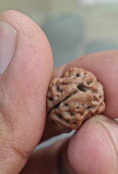 2 Mukhi Nepali Rudraksh