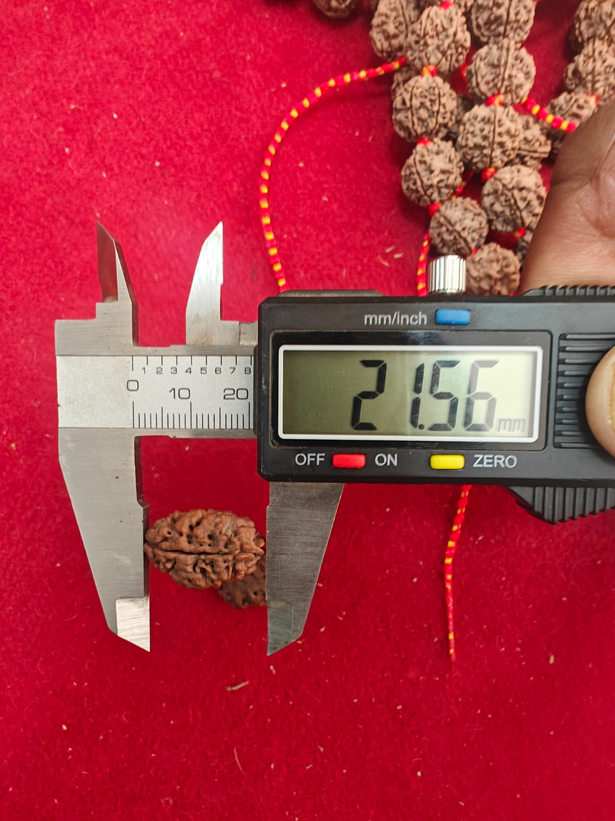 2 Mukhi Nepali Rudraksh