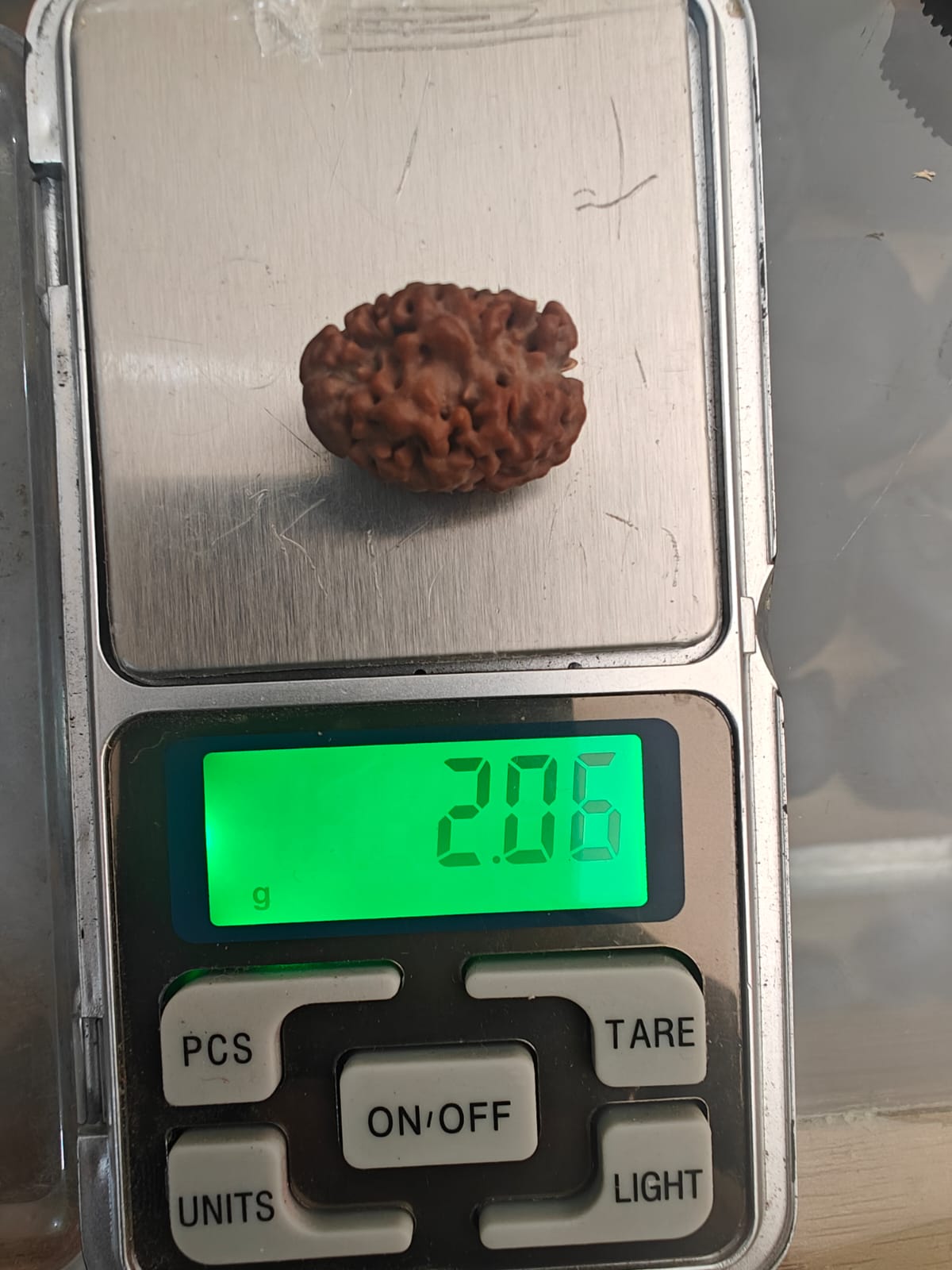 2 Mukhi Nepali Rudraksh