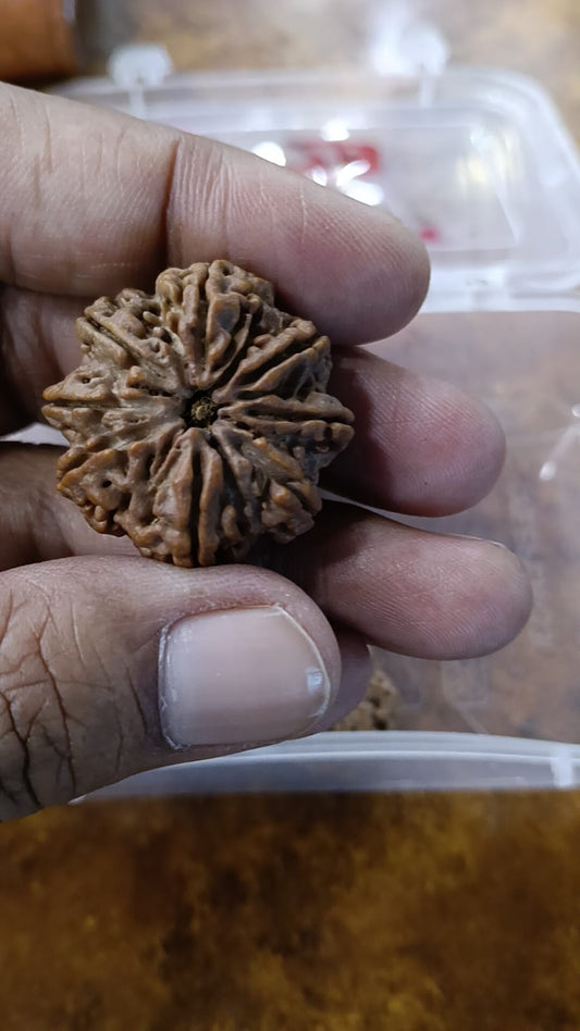 असली 8 मुखी नेपाली रुद्राक्ष - भगवान गणेश का प्राकृतिक बीज | सफलता के लिए