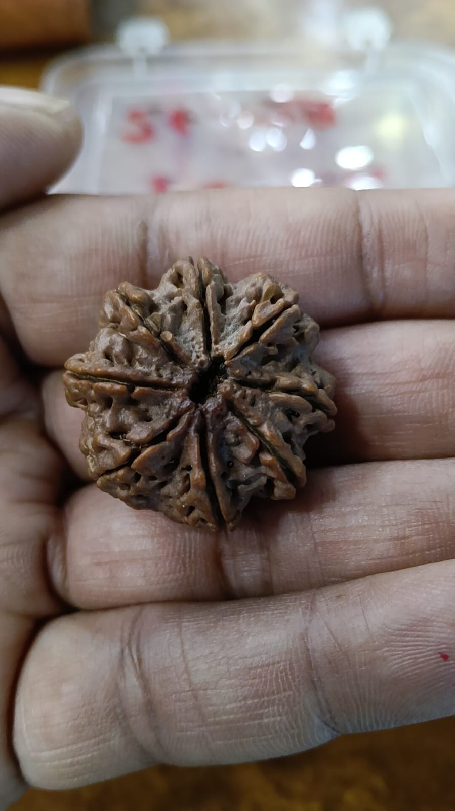 असली 8 मुखी नेपाली रुद्राक्ष - भगवान गणेश का प्राकृतिक बीज | सफलता के लिए