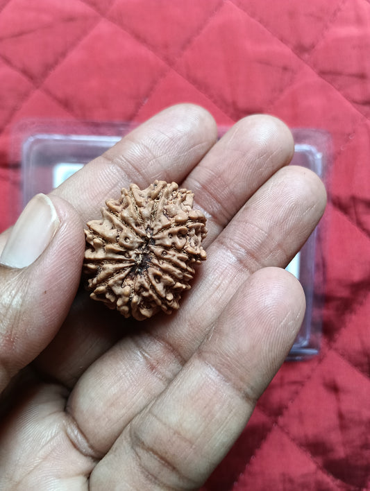 12 मुखी रुद्राक्ष | Premium Quality | 100% Natural | Nepali