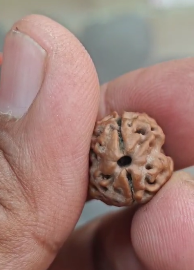 2 Mukhi Nepali Rudraksh
