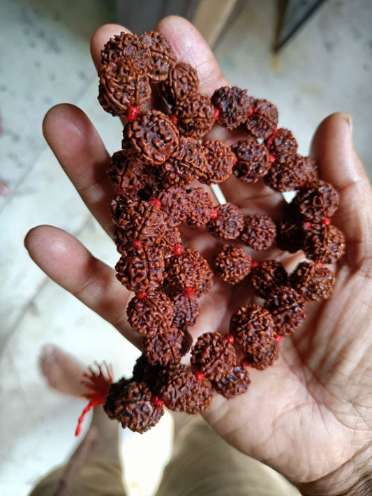 5 मुखी रुद्राक्ष माला (13–14 mm, 55 Beads) Nepali